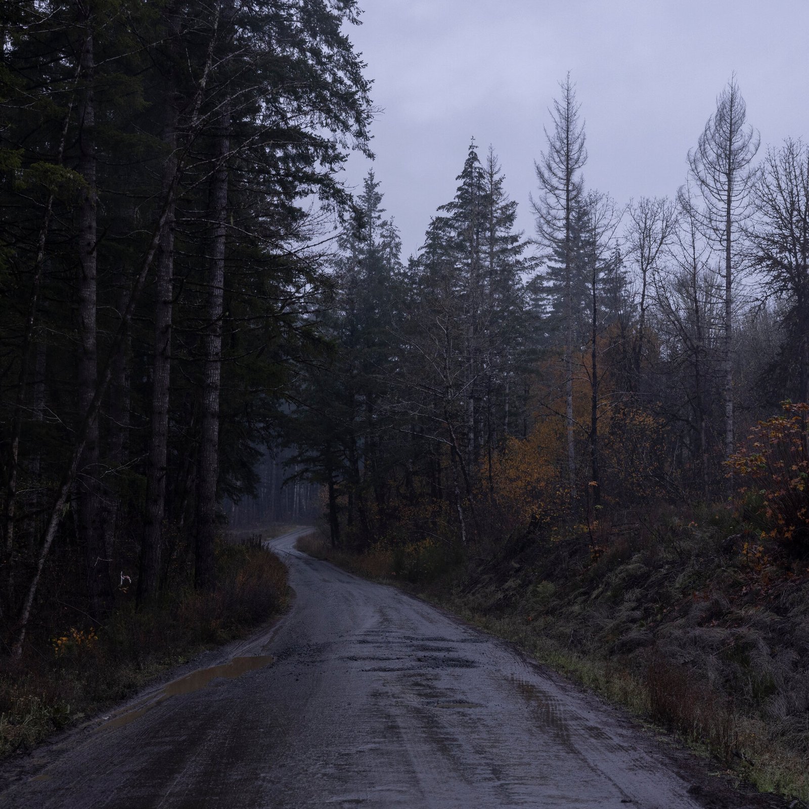 Logging Is the Deadliest Job, but Still an Oregon Way of Life